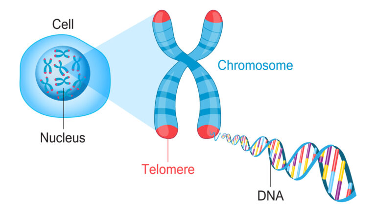 As the Y chromosome diminishes there will be no male race in the future