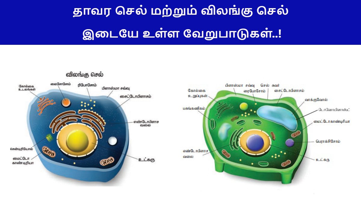 Botany Important Question Answers to crack TNPSC Exam Aug 16