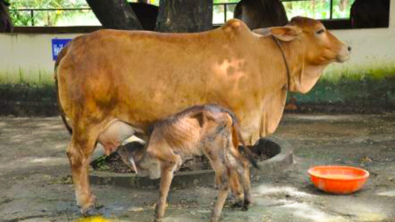 List of Top 10 Milking Cows in India