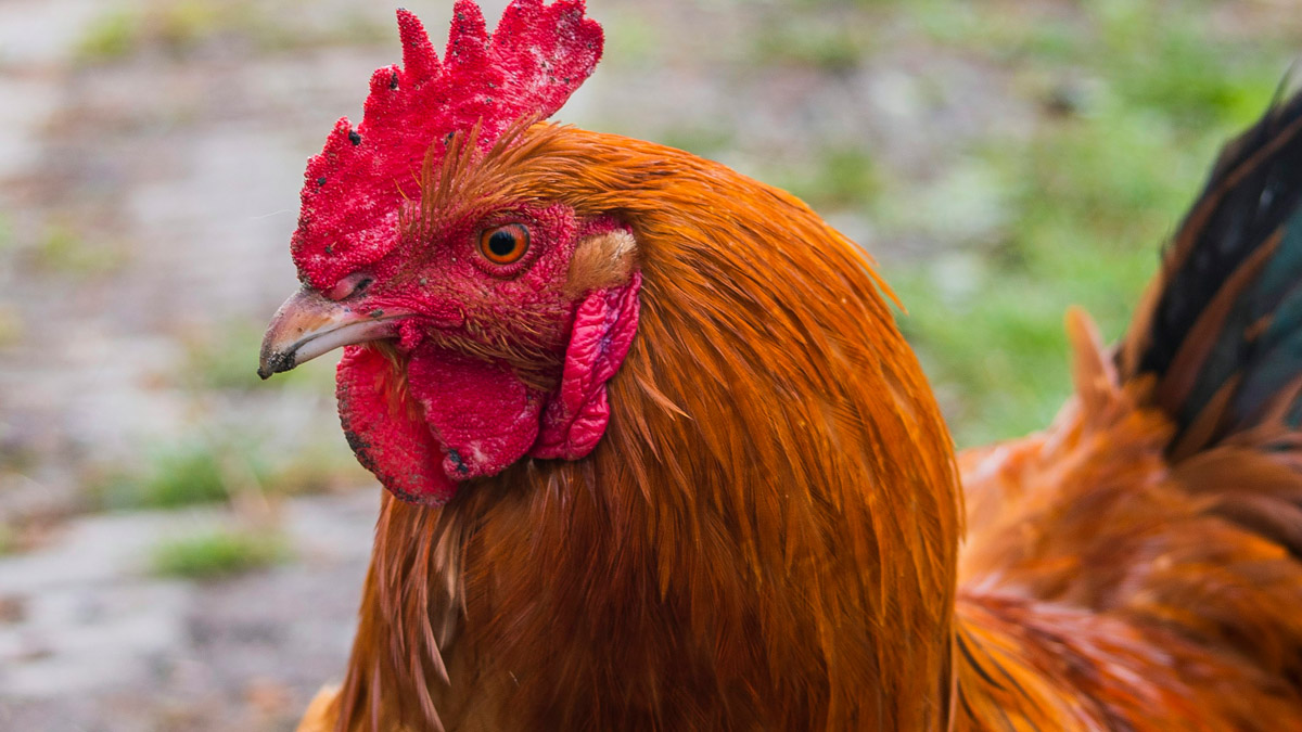 List of best chicken breeds bred for meat and eggs in India