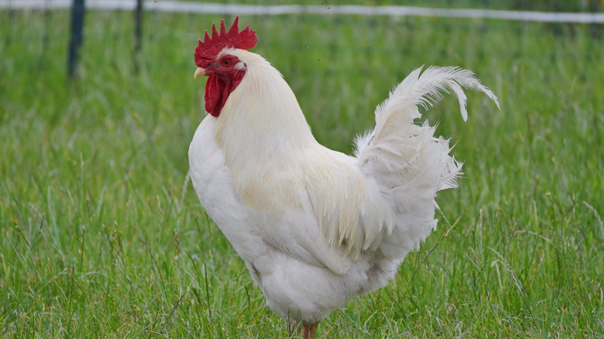 List of best chicken breeds bred for meat and eggs in India