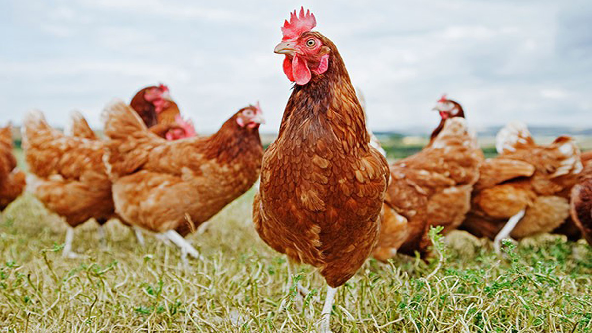 List of best chicken breeds bred for meat and eggs in India