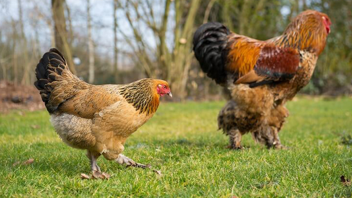 List of best chicken breeds bred for meat and eggs in India