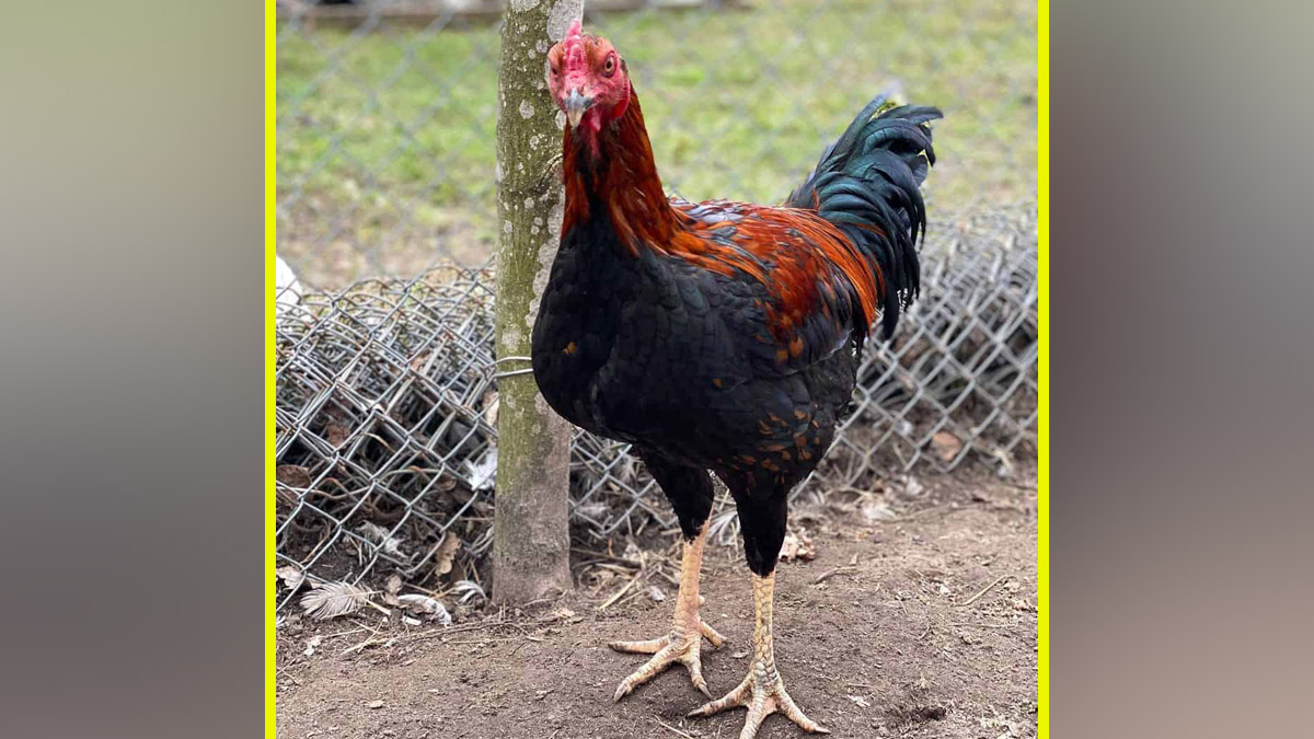 List of best chicken breeds bred for meat and eggs in India