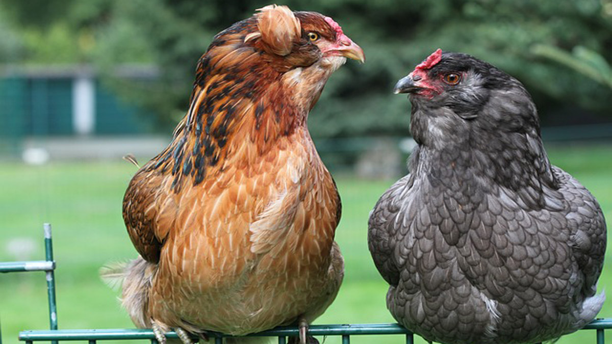 List of best chicken breeds bred for meat and eggs in India