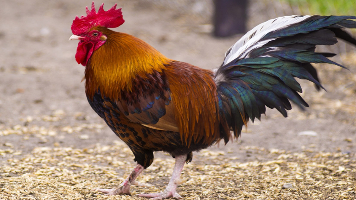 List of best chicken breeds bred for meat and eggs in India