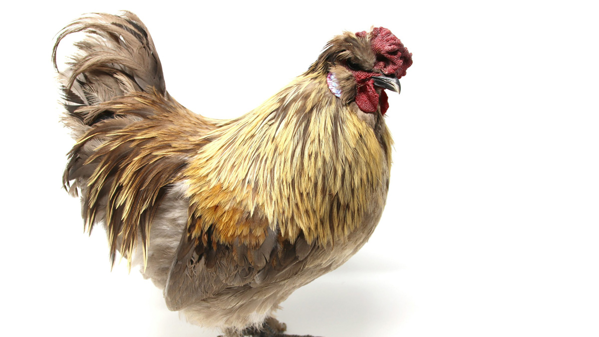 List of best chicken breeds bred for meat and eggs in India