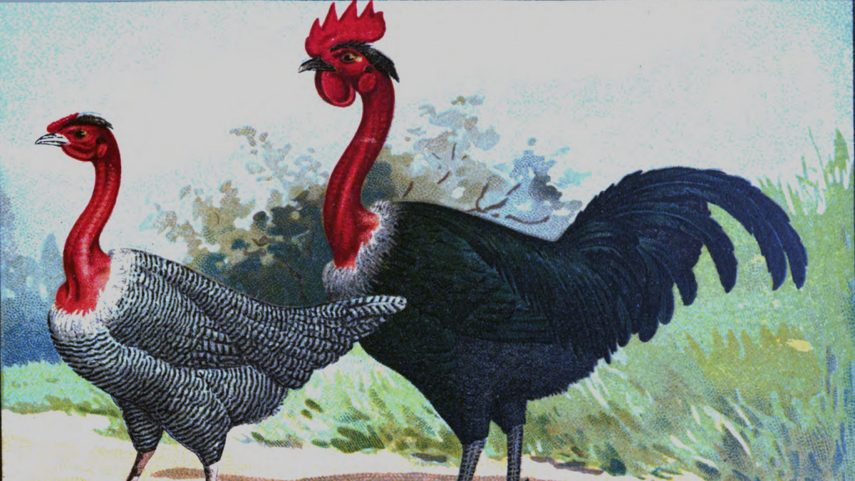 List of best chicken breeds bred for meat and eggs in India