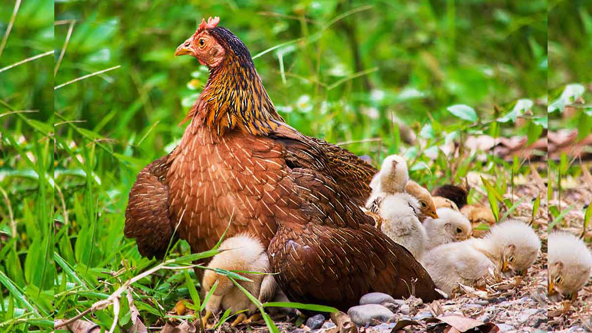 List of best chicken breeds bred for meat and eggs in India