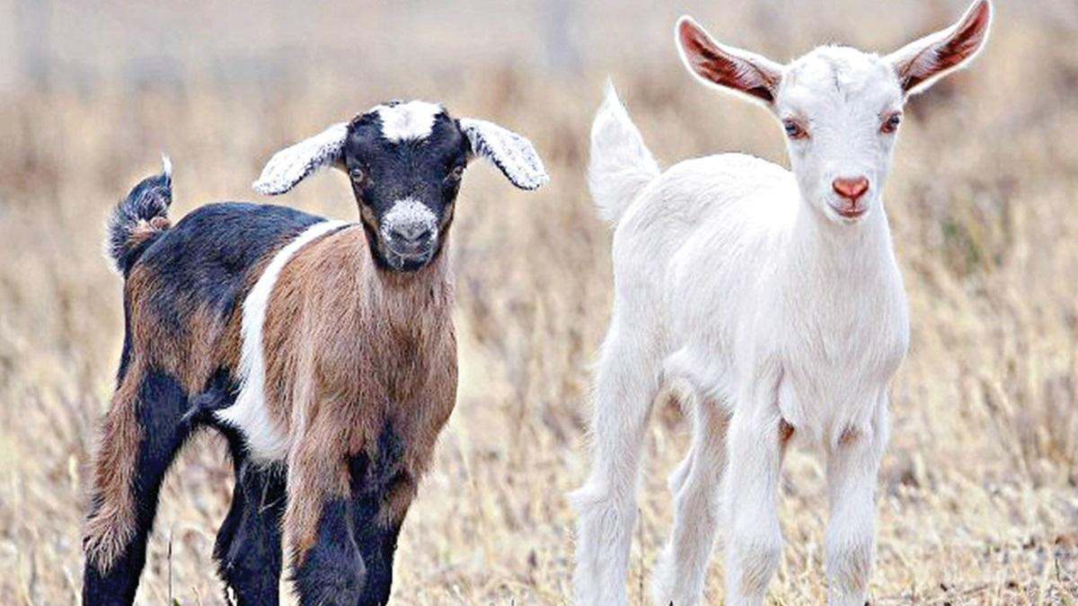 Lists of goat breeds raised commercially for milk and meat in India