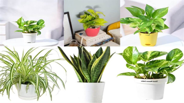 What plants should be grown to increase wealth at home