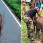 A baby elephant separated from its mother in Wayanad Kerala