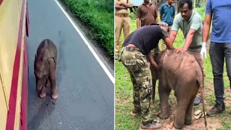 A baby elephant separated from its mother in Wayanad Kerala