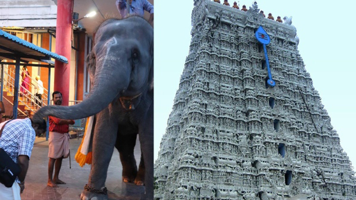 A female elephant in Tiruchendur temple has killed two persons