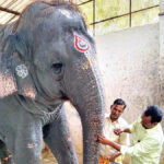 An elephant in Tiruchendur temple has killed two people