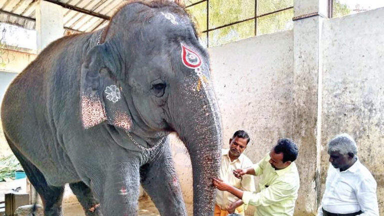 An elephant in Tiruchendur temple has killed two people