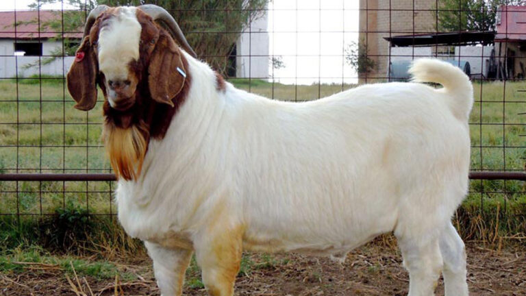 Top 10 goat breeds for profitable commercial goat farming